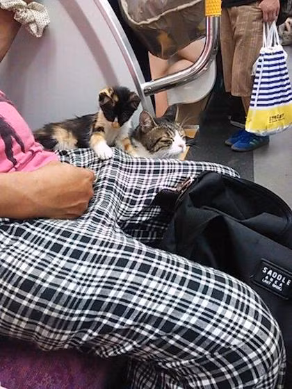 Một vài lần hành khách thấy con mèo này dẫn theo một người bạn, nhưng kể cả như thế thì nó vẫn giữ thái độ nghiêm túc và không gây ảnh hưởng tới người xung quanh. Người Nhật rất yêu mèo nhưng đồng thời cũng có những quy định nghiêm khắc đối với vấn đề vệ sinh. Các loài vật nuôi thường không được phép mang lên phương tiện công cộng hoặc phải có túi đựng để tránh làm ảnh hưởng tới mọi người như gây dị ứng, dính lông ra ghế ngồi hay vào quần áo của hành khách khác. Tuy nhiên, ga Seibu Ikebukuro tỏ ra không chú ý đến sự có mặt của con mèo đặc biệt và coi nó như ngoại lệ trong các vị khách thường xuyên của nhà ga. Cho đến nay, vẫn không một ai biết về người chủ của nó và con mèo vẫn là điều bí ẩn của ga tàu điện Tokyo. Ảnh: irohamu.