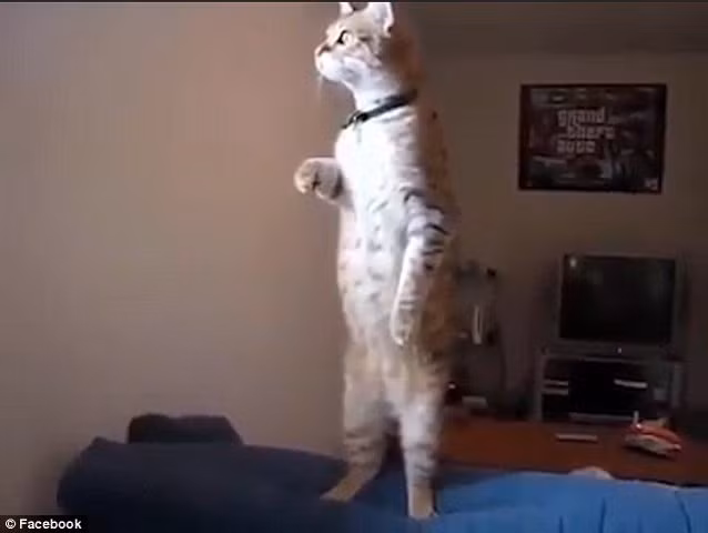 meo dung thang nhu nguoi nhin xa xam ra ngoai cua so hinh anh 1