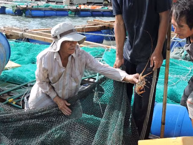 Người nuôi trồng thủy sản Lý Sơn thiệt hại không nhỏ do cá nuôi chết hàng loạt.