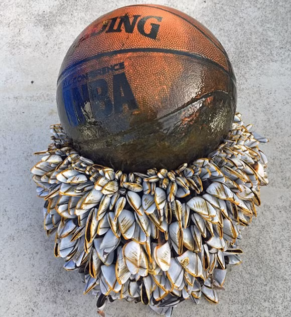 bóng rổ, chuyện lạ, ngư dân, đánh cá