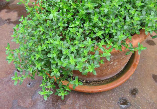 Mách bạn 10 loại cây cảnh trồng quanh nhà có khả năng xua đuổi kiến ba khoang hiệu quả - Ảnh 7.