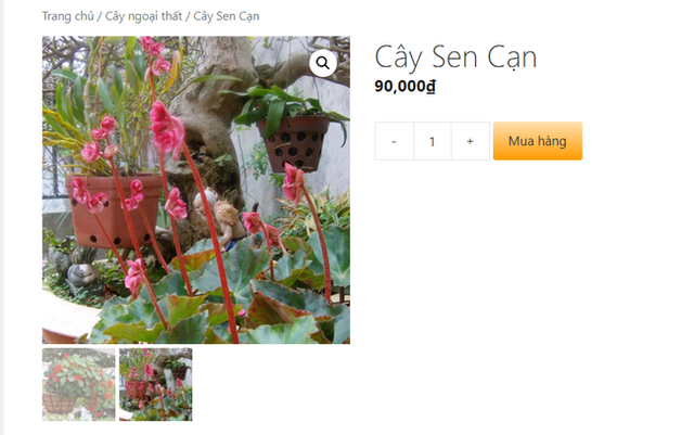 Mách bạn 10 loại cây cảnh trồng quanh nhà có khả năng xua đuổi kiến ba khoang hiệu quả - Ảnh 19.