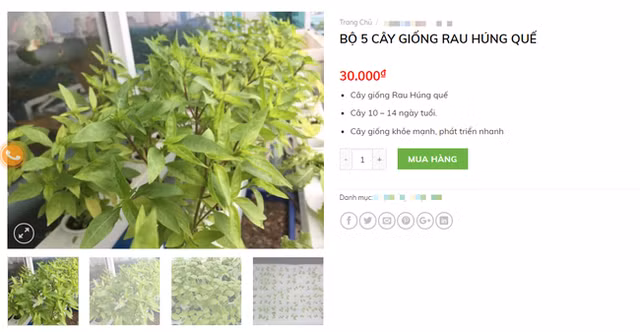 Mách bạn 10 loại cây cảnh trồng quanh nhà có khả năng xua đuổi kiến ba khoang hiệu quả - Ảnh 2.