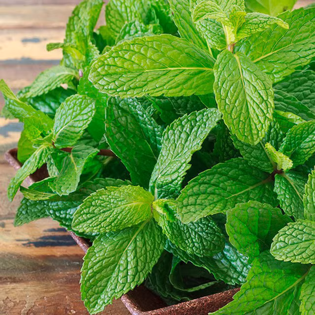 Mách bạn 10 loại cây cảnh trồng quanh nhà có khả năng xua đuổi kiến ba khoang hiệu quả - Ảnh 9.