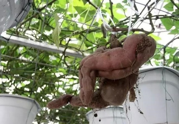 Mỗi gốc khoai lang như vậy có tuổi thọ trung bình từ 3 đến 5 năm và cho năng suất khoảng 1 tấn củ. Mỗi gốc khoai lang như vậy có tuổi thọ trung bình từ 3 đến 5 năm và cho năng suất khoảng 1 tấn củ.
