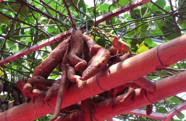 ...bạn chỉ cần hạ chậu và cắt lấy củ. ...bạn chỉ cần hạ chậu và cắt lấy củ.