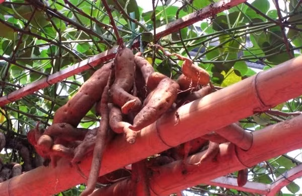 ...bạn chỉ cần hạ chậu và cắt lấy củ.