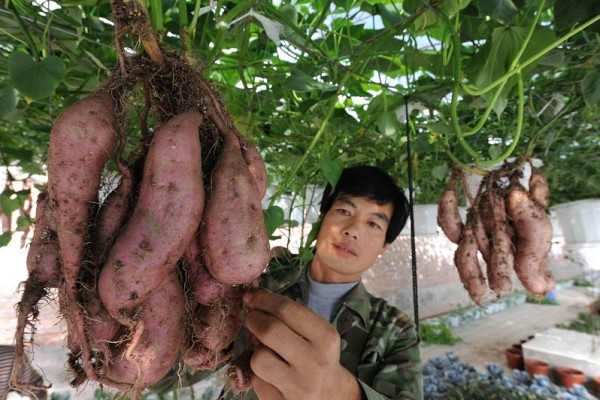 Chuyện lạ trồng khoai lang không cần đất khiến nhiều người tò mò. Chuyện lạ trồng khoai lang không cần đất khiến nhiều người tò mò.