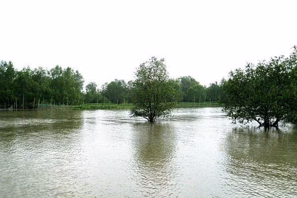 Đất cù lao nuôi chí anh hùng