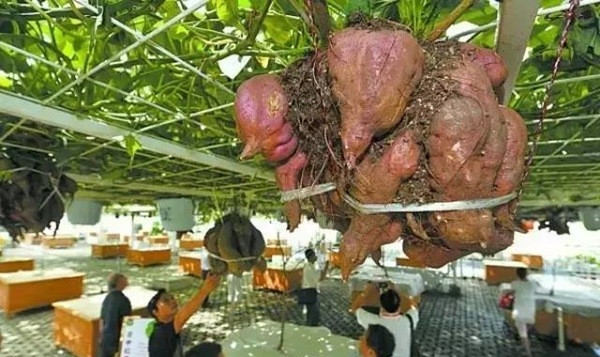 Những chùm khoai cực kì sai và chắc quả Những chùm khoai cực kì sai và chắc quả