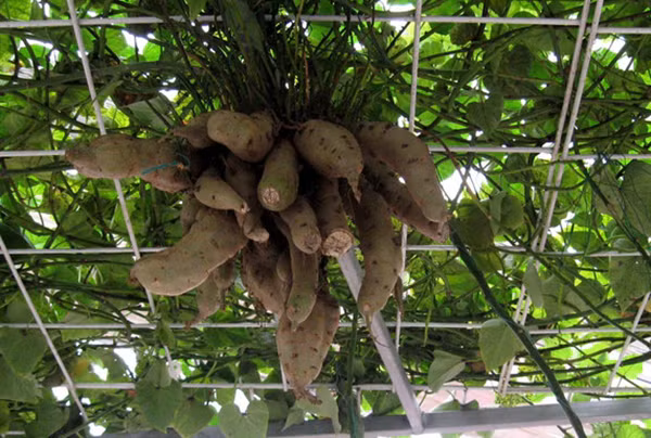 Lạ lùng khoai lang trồng giàn không cần đất vẫn cực kì bội thu 