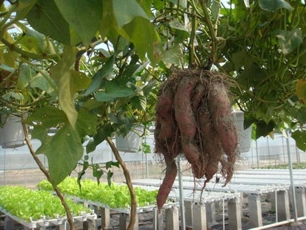Hấp thụ tối hiệu quả chất dinh dưỡng, dây khoai cho củ vừa nhiều lại vừa chắc mập. Hấp thụ tối hiệu quả chất dinh dưỡng, dây khoai cho củ vừa nhiều lại vừa chắc mập.