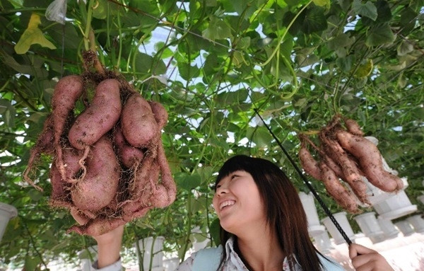 Có được thành quả này là phương pháp trồng khoai thủy canh. Có được thành quả này là phương pháp trồng khoai thủy canh.