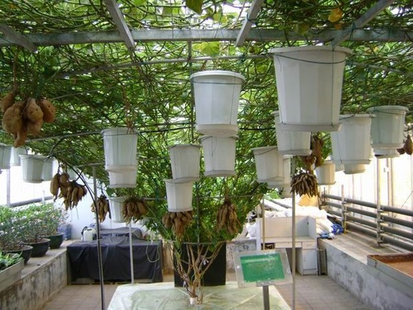 Đặt các chậu, bồn ở những vị trí có nhiều chùm rễ ở thân và nhánh khoai. Đặt các chậu, bồn ở những vị trí có nhiều chùm rễ ở thân và nhánh khoai.