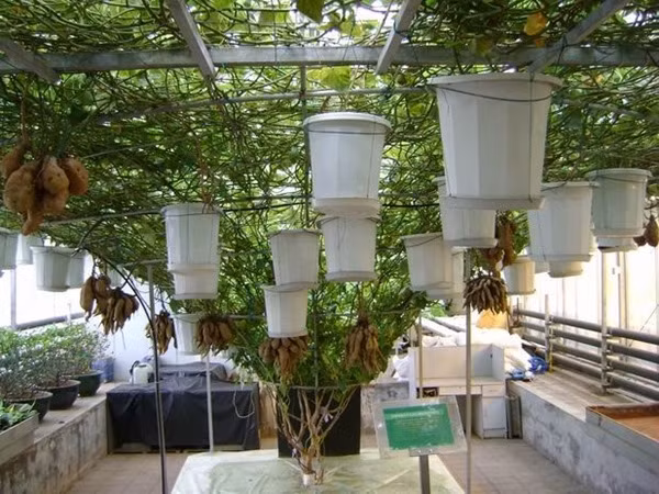 Đặt các chậu, bồn ở những vị trí có&nbsp;nhiều chùm rễ ở thân và&nbsp;nhánh khoai.