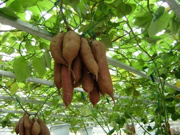 Lạ lùng khoai lang trồng giàn không cần đất vẫn cực kì bội thu Lạ lùng khoai lang trồng giàn không cần đất vẫn cực kì bội thu