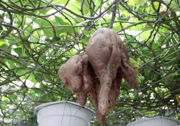 Sau khi thu hoạch, bạn vẫn có thể tiếp tục nuôi rễ, chăm sóc và đợi thu hoạch đợt tiếp theo. Sau khi thu hoạch, bạn vẫn có thể tiếp tục nuôi rễ, chăm sóc và đợi thu hoạch đợt tiếp theo.