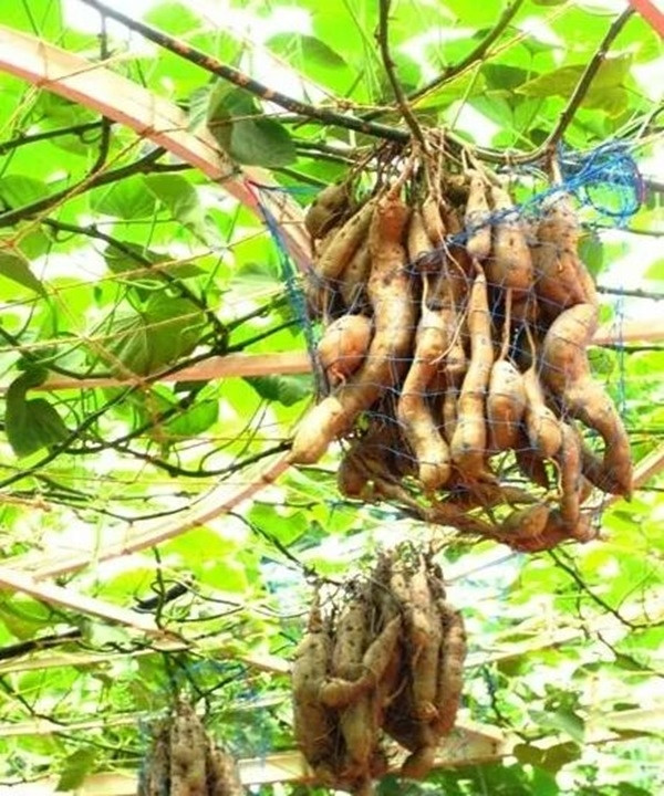 Khi thu hoạch, thay vì cuốc đất và đào lấy củ như cách trồng khoai truyền thống... Khi thu hoạch, thay vì cuốc đất và đào lấy củ như cách trồng khoai truyền thống...