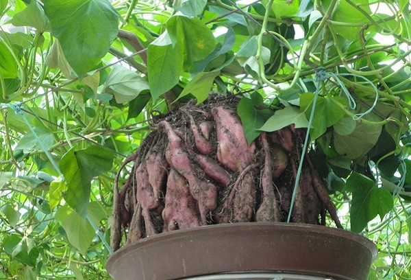 Bạn đặt những chùm rễ mọc ra từ thân vào các chậu, bồn có chứa dung dịch thủy canh. Bạn đặt những chùm rễ mọc ra từ thân vào các chậu, bồn có chứa dung dịch thủy canh.