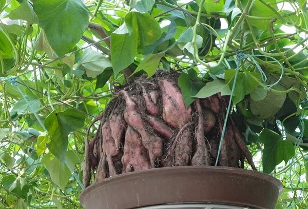 Bạn đặt những chùm rễ mọc ra từ thân vào các chậu, bồn có chứa dung dịch thủy canh.