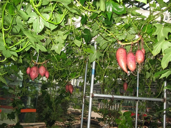 Sản lượng khoai thu hoạch theo phương pháp thủy canh luôn cao hơn phương pháp canh tác thông thường khoảng 40-50%. Sản lượng khoai thu hoạch theo phương pháp thủy canh luôn cao hơn phương pháp canh tác thông thường khoảng 40-50%.