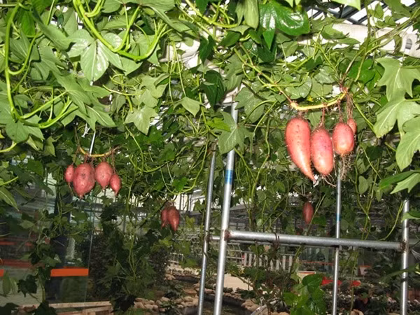 Sản lượng khoai thu hoạch&nbsp;theo phương pháp thủy canh&nbsp;luôn cao hơn phương pháp canh tác thông thường khoảng 40-50%.