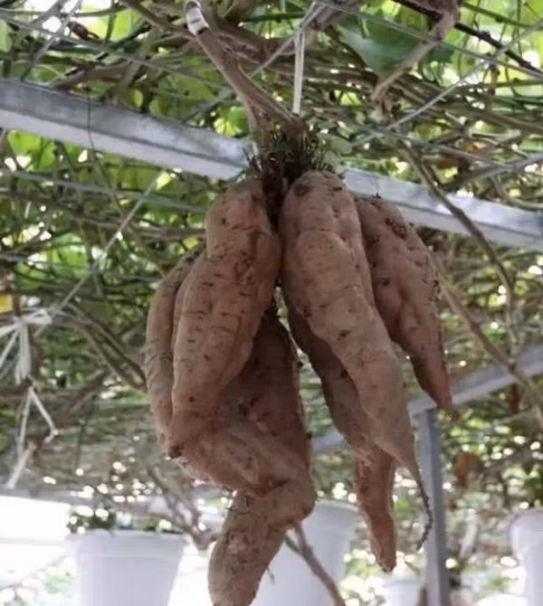 Lạ lùng khoai lang trồng giàn không cần đất vẫn cực kì bội thu