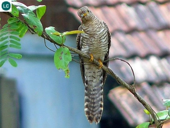 Chim bắt cô trói cột.
