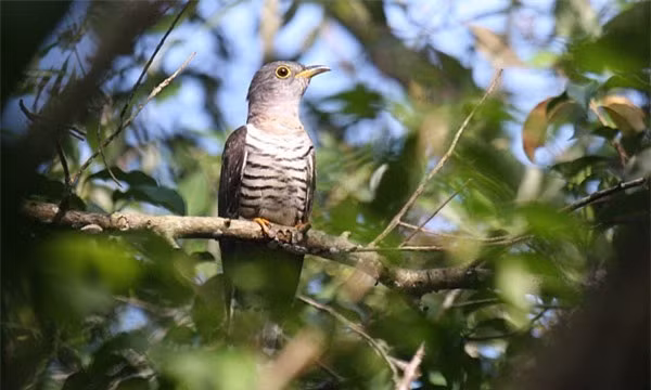 Su that loai chim bat co troi cot ky la cua VN-Hinh-3