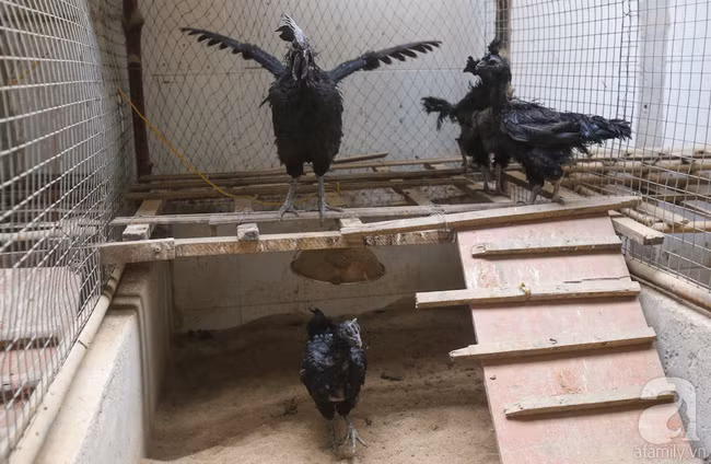 Hàng loạt giống gà lạ từ khắp thế giới ở trang trại của chàng trai 8X Bình Dương - Ảnh 12.