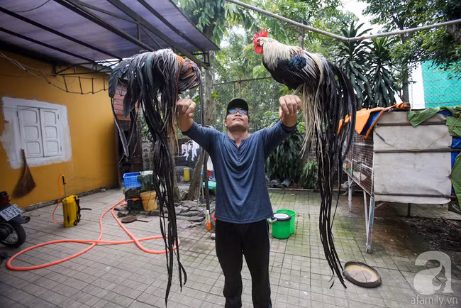 Hàng loạt giống gà lạ từ khắp thế giới ở trang trại của chàng trai 8X Bình Dương - Ảnh 2.