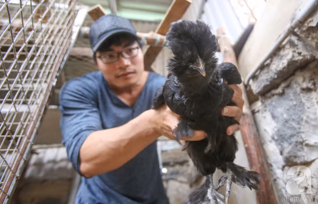 Hàng loạt giống gà lạ từ khắp thế giới ở trang trại của chàng trai 8X Bình Dương - Ảnh 10.