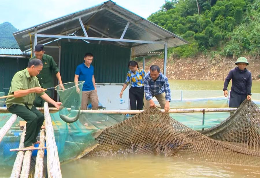 Chính quyền địa phương đã hướng dẫn bà con kỹ thuật nuôi và thủ tục vay vốn để đầu tư ban đầu.