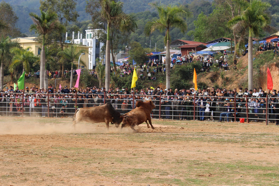 Các cặp bò thi tài... Các cặp bò thi tài...