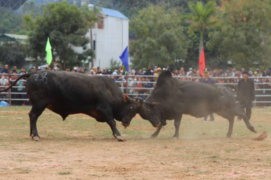 Những chú bò "vạm vỡ" được bà con chăm sóc chu đáo mang đến Hội thi... Những chú bò "vạm vỡ" được bà con chăm sóc chu đáo mang đến Hội thi...