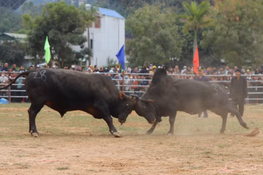 Những chú bò "vạm vỡ" được bà con chăm sóc chu đáo mang đến Hội thi...