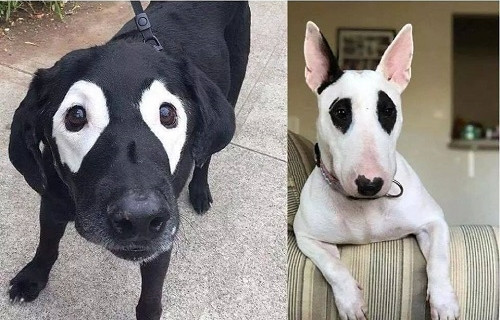 Gương mặt phu thê.