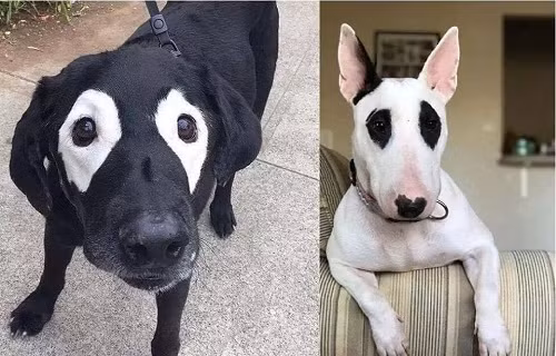 Gương mặt phu thê.