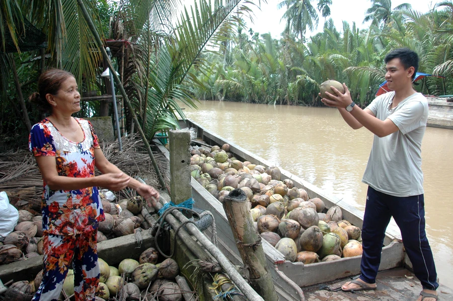 Hàng ngày, Vũ vẫn đi vận chuyển dừa thuê để kiếm tiền đóng học phí