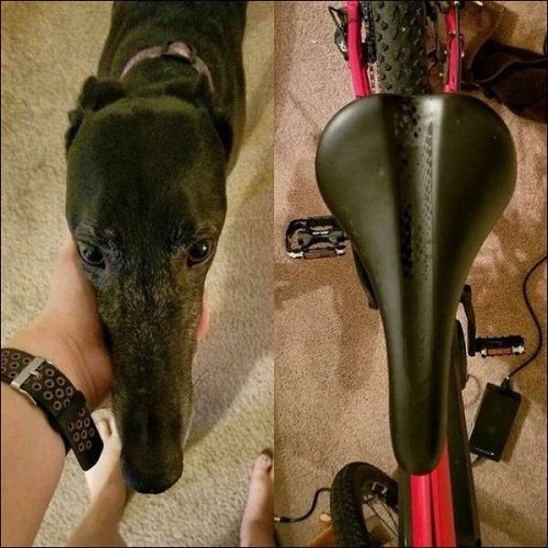 Có một sự giống nhau không hề nhẹ.