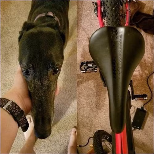 Có một sự giống nhau không hề nhẹ.