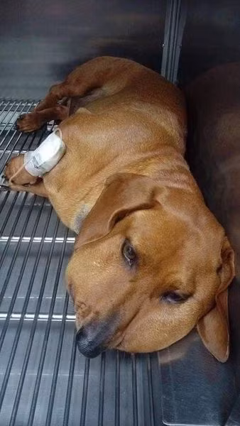 Ghét gì thì ghét chứ chớ có ghét nhà của Ong.