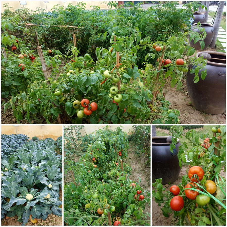 Mô hình nông nghiệp sạch tại vườn Trường THCS An Đồng (Ảnh nhà trường cung cấp) Mô hình nông nghiệp sạch tại vườn Trường THCS An Đồng (Ảnh nhà trường cung cấp)