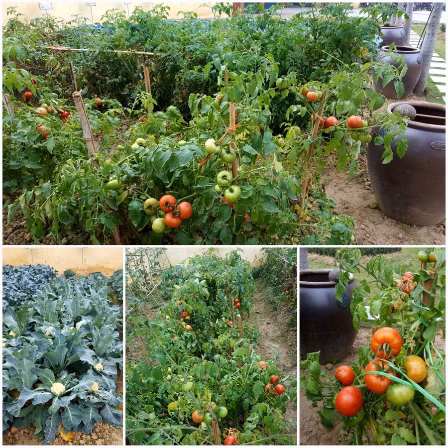 Mô hình nông nghiệp sạch tại vườn Trường THCS An Đồng (Ảnh nhà trường cung cấp)