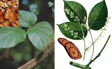 Cây hồng đằng chữa đau khớp