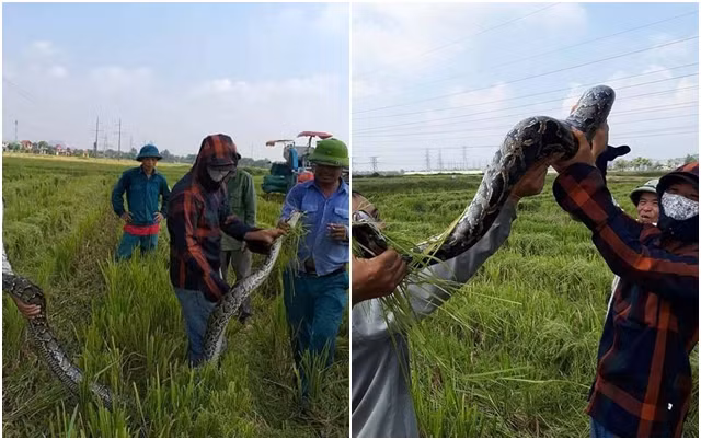 Dân vây bắt trăn “khủng”, nặng 25kg ở đồng lúa đang gặt