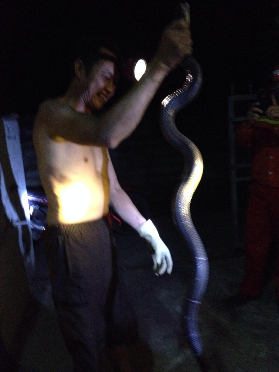 Thanh Hóa: Dân vây bắt trăn "khủng", nặng 25kg ở đồng lúa đang gặt hình ảnh 3 thanh hoa: dan vay bat tran "khung", nang 25kg o dong lua dang gat hinh anh 3