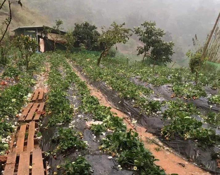 Nhiều viên đá to hơn quả chanh rơi xuống gây thiệt hại về hoa màu.