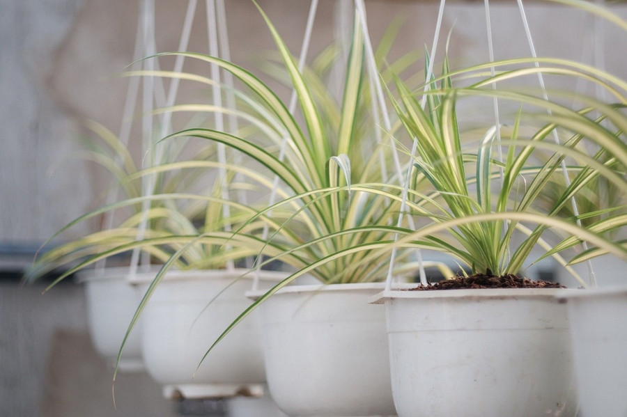 5 loài cây cảnh vừa xanh vừa xinh lại an toàn khi trồng trong nhà ảnh 1 5 loài cây cảnh vừa xanh vừa xinh lại an toàn khi trồng trong nhà ảnh 1