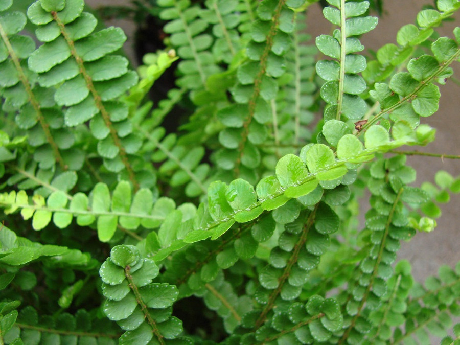 5 loài cây cảnh vừa xanh vừa xinh lại an toàn khi trồng trong nhà ảnh 3 5 loài cây cảnh vừa xanh vừa xinh lại an toàn khi trồng trong nhà ảnh 3